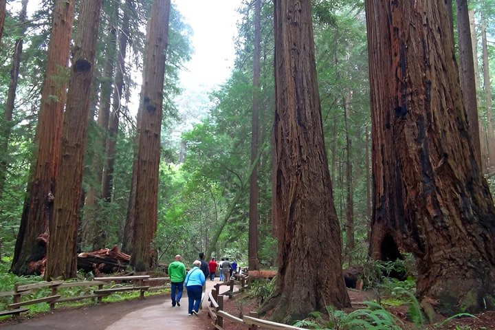Full Day Tour: Muir Woods, Sausalito, and Napa & Sonoma Wineries - Photo 1 of 13